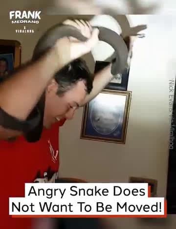 cover for Dog Reacts To Hand Shadows