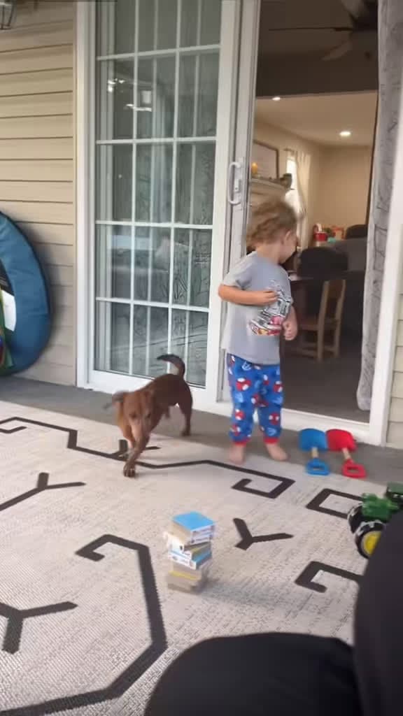 cover for Watch this hilarious dog steal snacks from the kids! 😂🐶 #funny #cute #dogsoftiktok