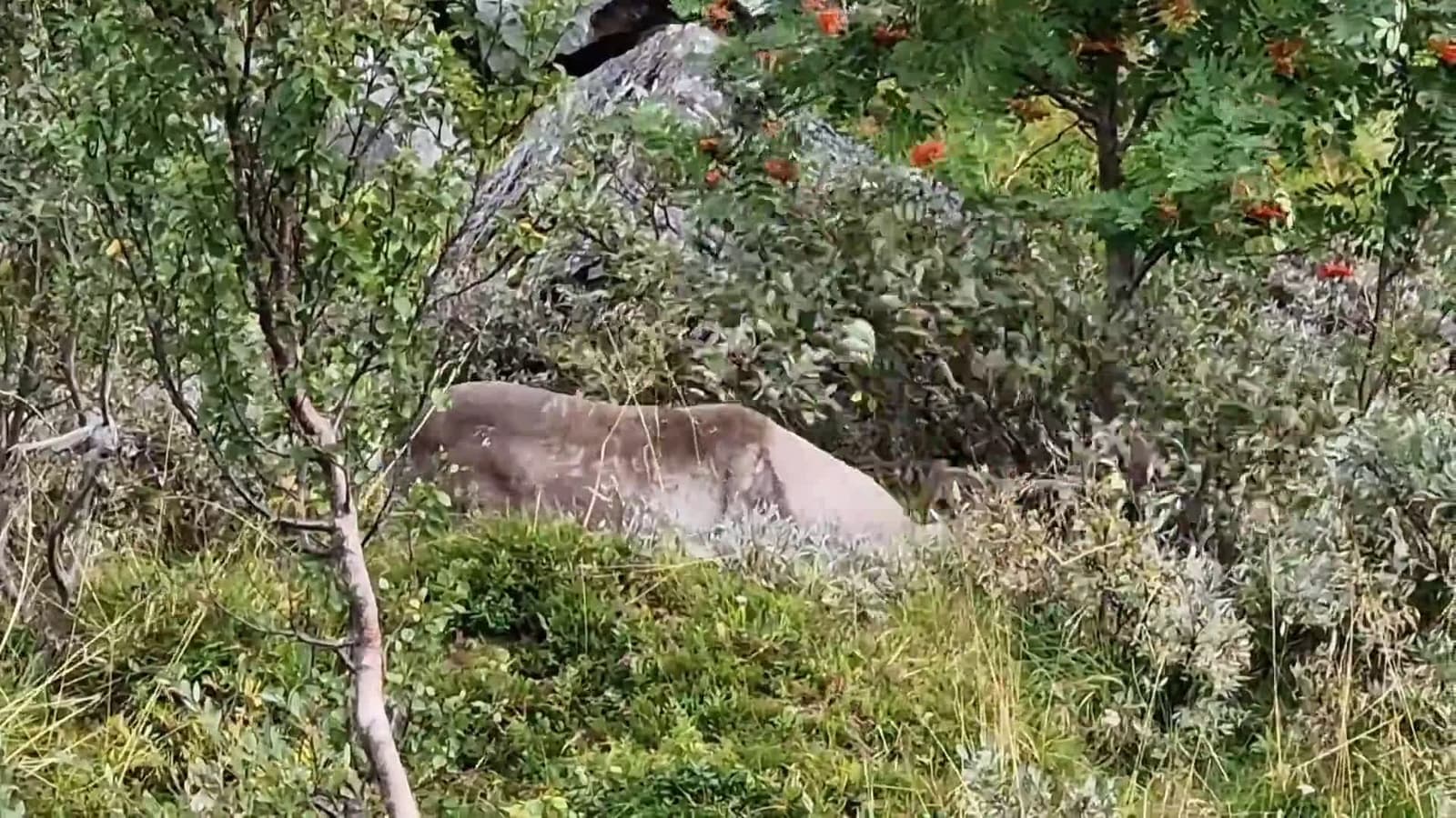 cover for 🔥 Bull reindeer fiercely attacking a bush while shedding its velvet! #Wildlife #Reindeer #Nature