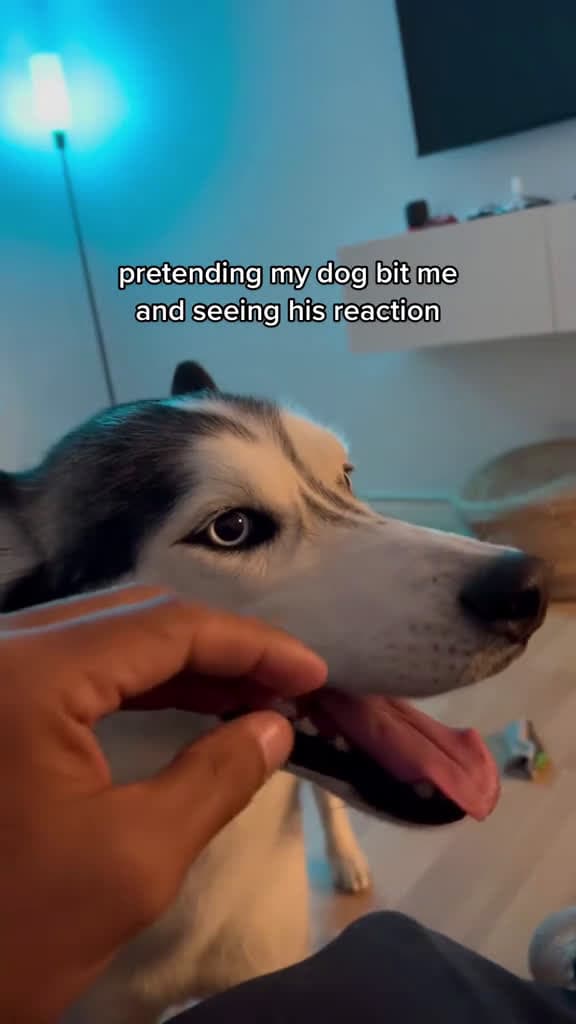 cover for Pretending to be bitten by my dog dog dogsoftiktok funny funnydog longervideos usa cute pe 70734 #shortvideosscoopz