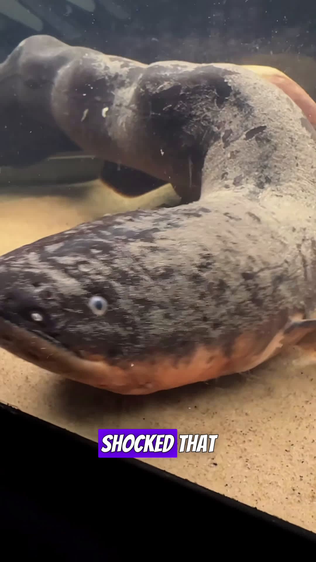 cover for Electric eel has the strongest shock and it’s not close! 👀