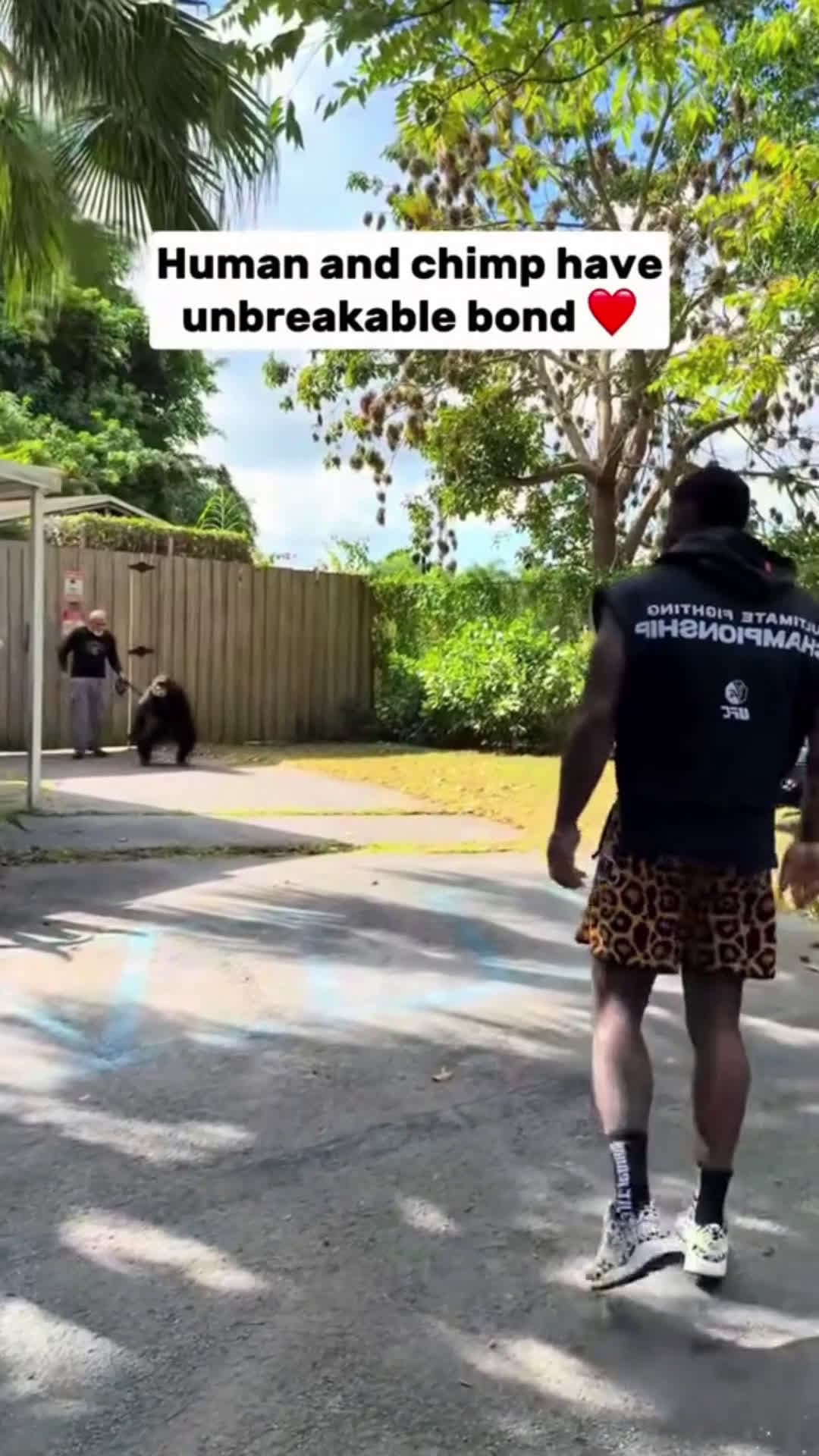 cover for Orangutan has surprise reunion with rescuer#GorillaReunion#unforgettablebond#reunited#chimpanzee#Love#cute#foryoupage #surprise #scoopzanimalvideo 