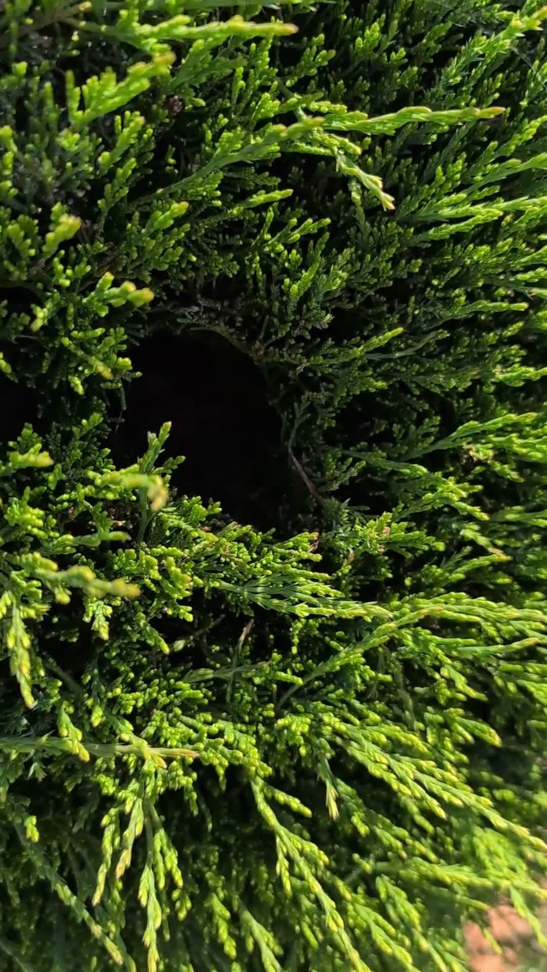 cover for Is this hole natural or man-made? The mystery behind it will blow your mind 🕳️🤯 #Nature #Mystery #NaturalPhenomenon #Science #Earth