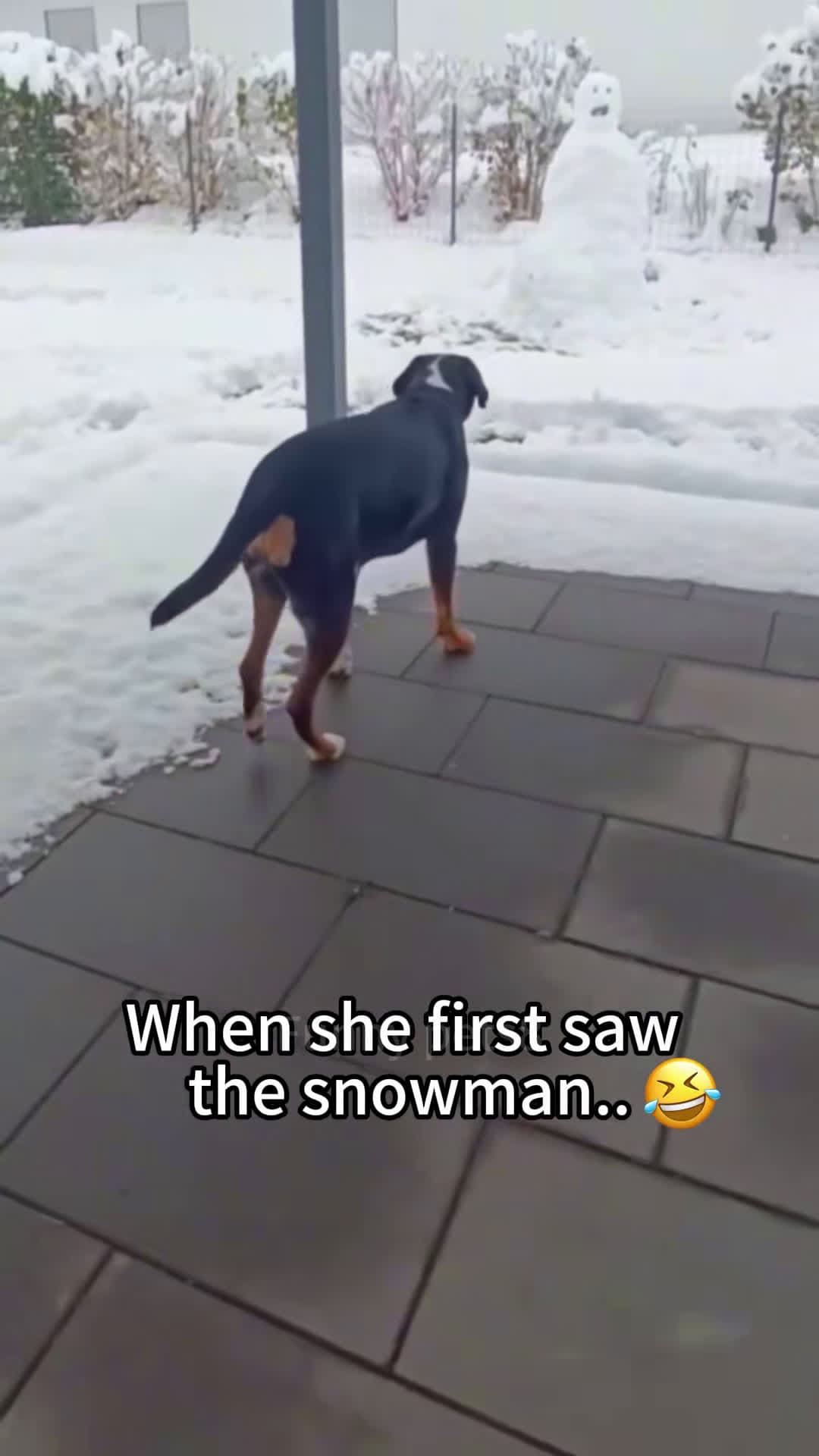 cover for Dogs on snowy days🐶☃️#tiktok #dog #funnyvideos 