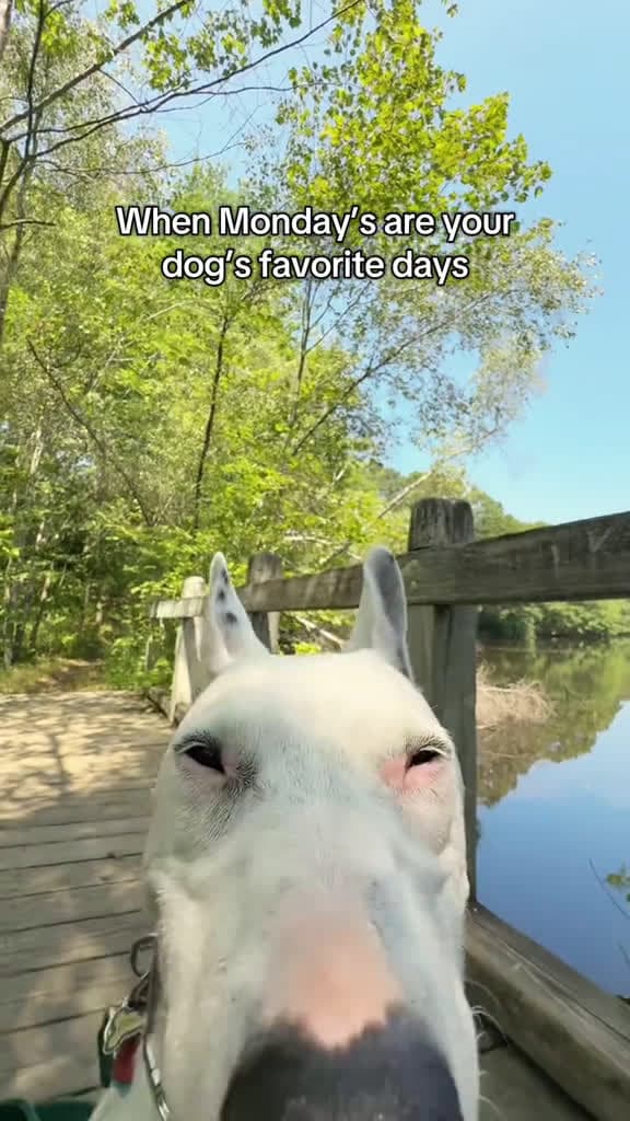 cover for I love Mondays ngl #monday #manicmonday #dogmemes #portlandmaine #park  created by MisterMainer with The Bangles’s Manic Monday