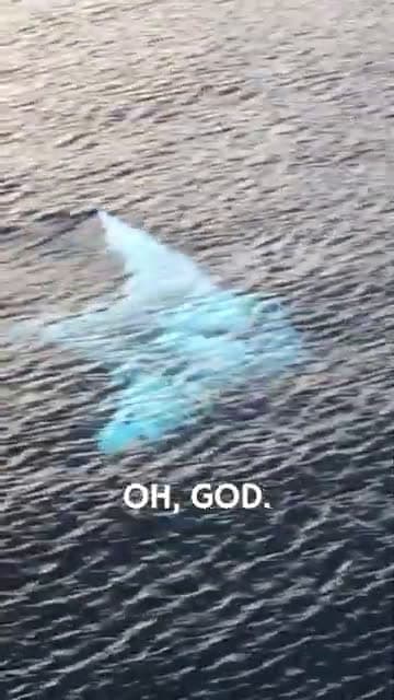 cover for Rare White Manta Ray Spotted
