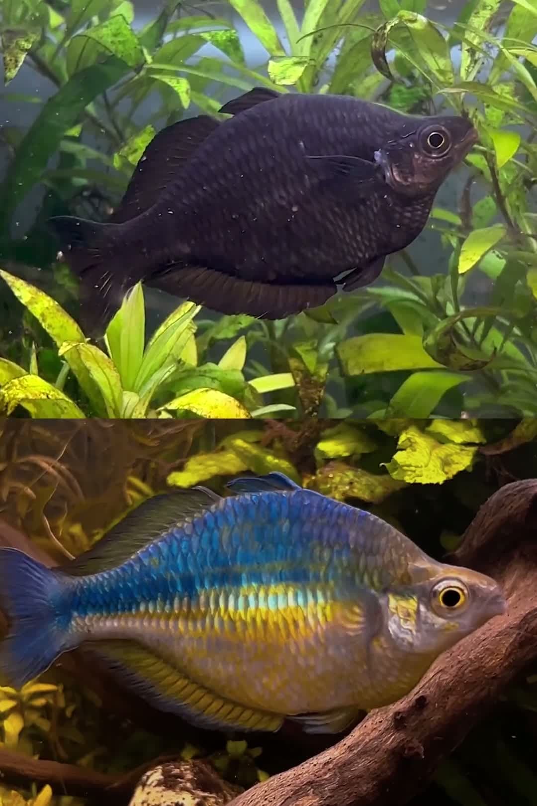 cover for Watch this rainbow fish change colors right before your eyes! 🌈🐟 #RainbowFish #ColorChange #AquariumMagic