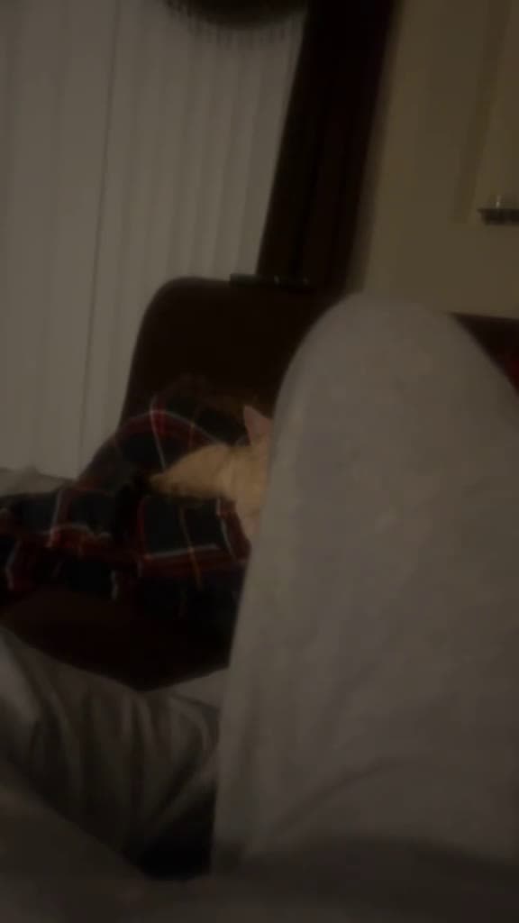 cover for fyp kitten cat tiktokkittens his favorite time of the day NAP TIME 55082 #trending