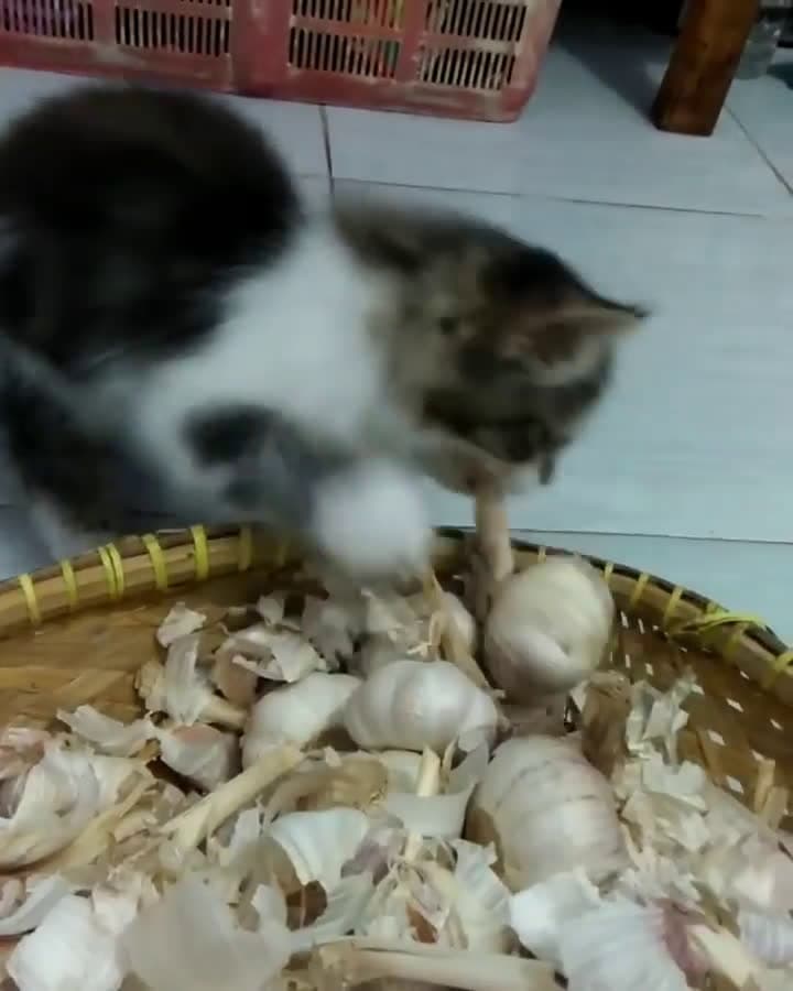 cover for Demi menyambung hidup, yaitu semangkuk penuh Whiskas, dan segelas susu segar, walaupun masih di bawah umur, tak mengapa lah, aku rela menjadi buruh kupas bawang Mohon beri lik