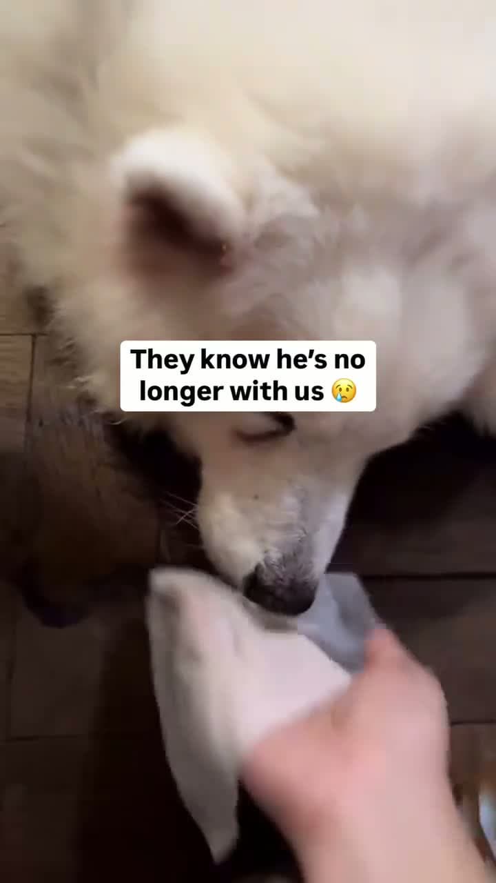 cover for Today reminded me that our furbabies feel the pain of loss the same as we do 😢💔🎥: TT/lifebythiri