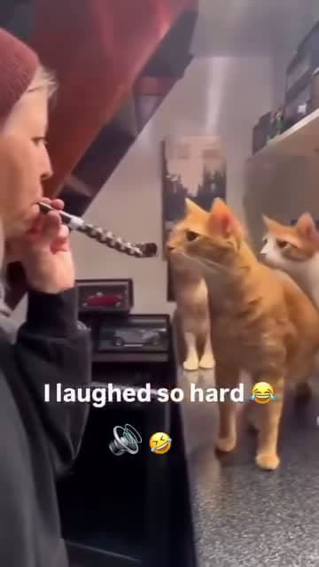 cover for I laughed hard