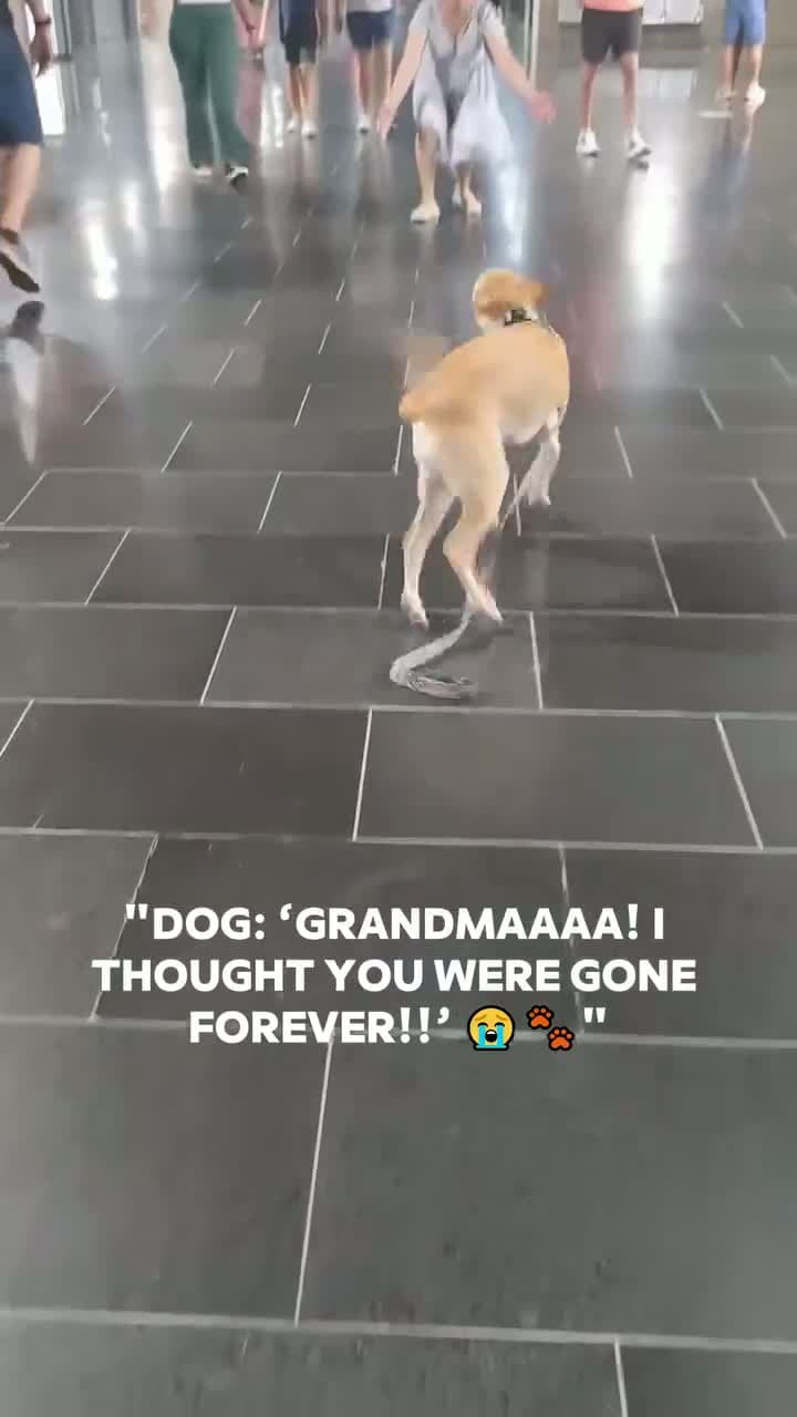 cover for Unbelievable reunion! Watch pets react when they see their owners again 🥹❤️ #PetReunion #Emotional #Heartwarming