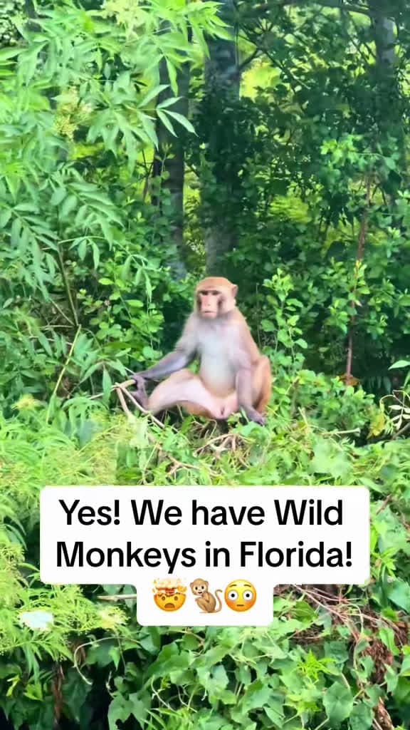 cover for Wild monkeys are living in Central Florida! 🐒 Would you go searching for them in the trees? #FloridaWildlife #Monkeys #DidYouKnow