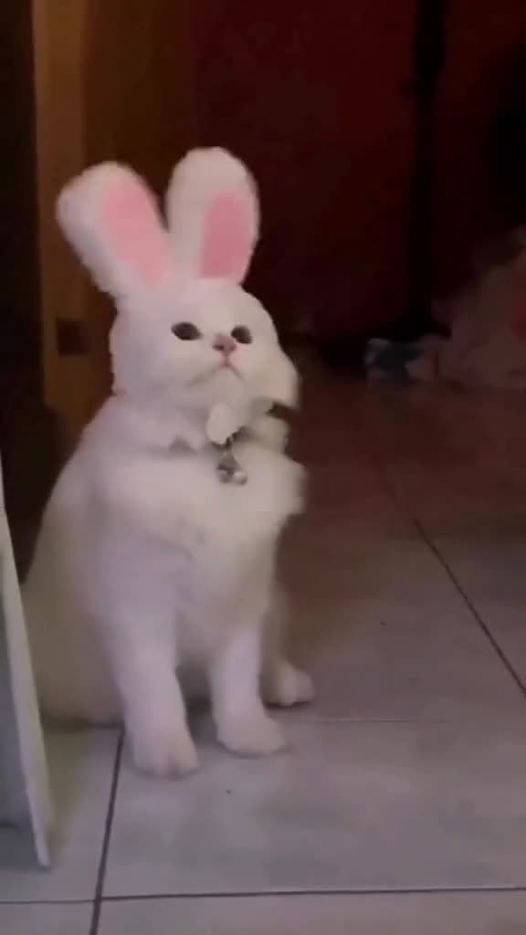cover for viralvideo funny cats kitten cat pet tiktok 48437 #shortvideos