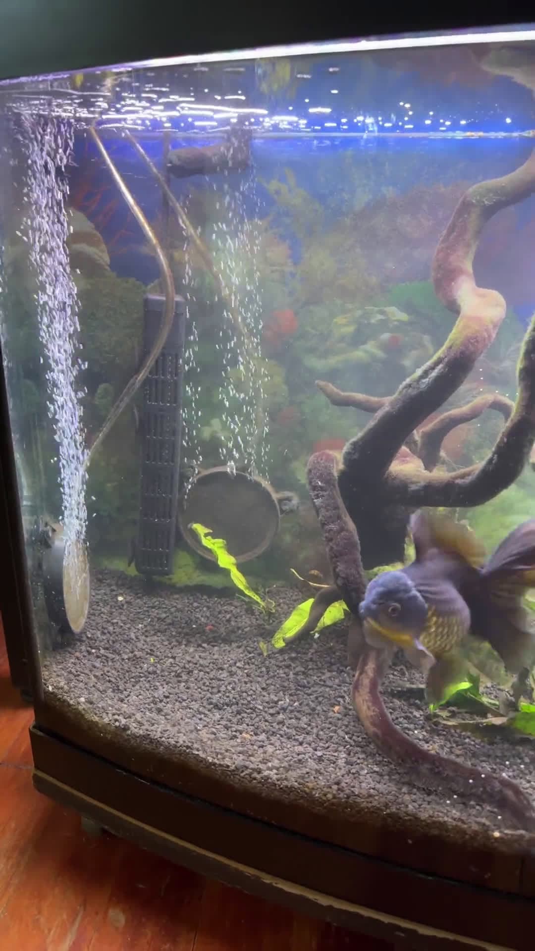 cover for Help! My 75-gallon tank is cloudy and covered in algae 😩 #AquariumHelp #AlgaeProblems #FishTankCare