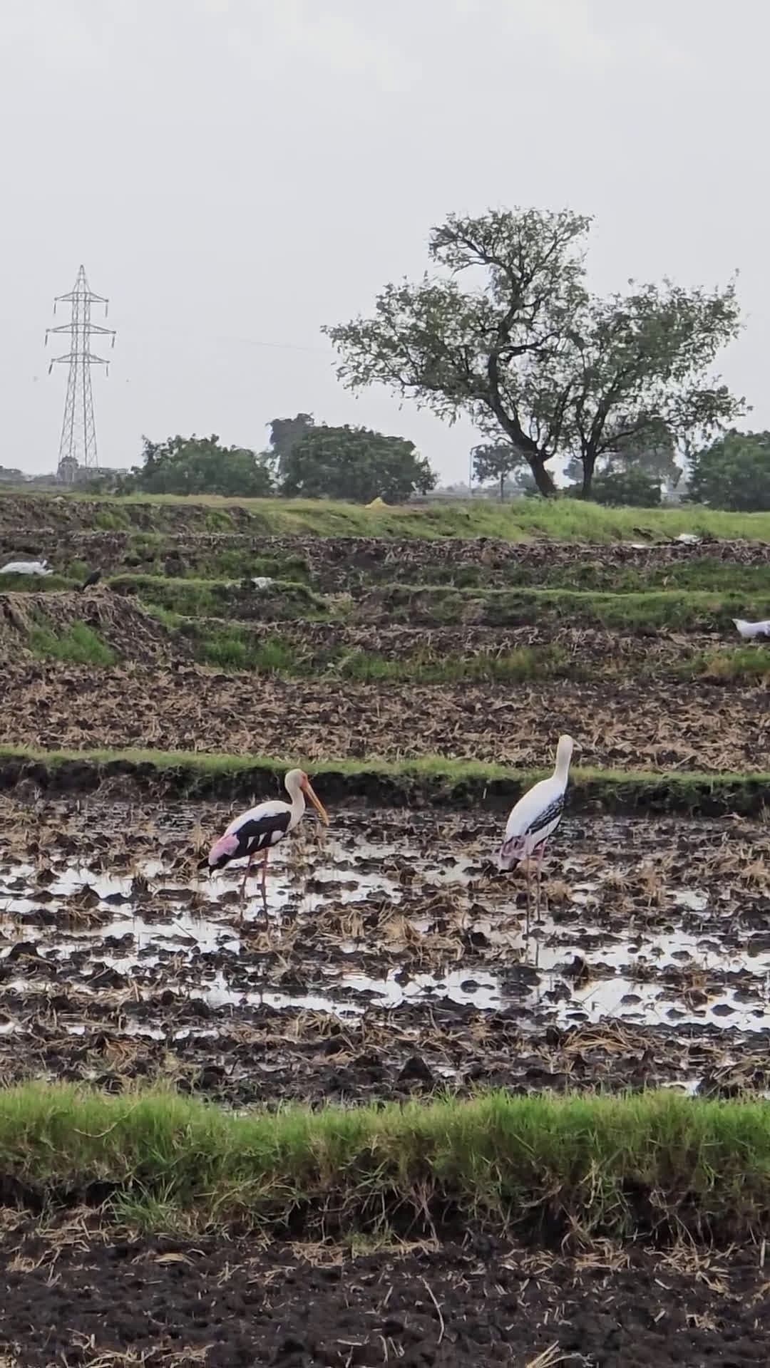 cover for Spotted these stunning Painted Storks in the wild! 🐦 #BirdWatching #Wildlife #NatureLovers