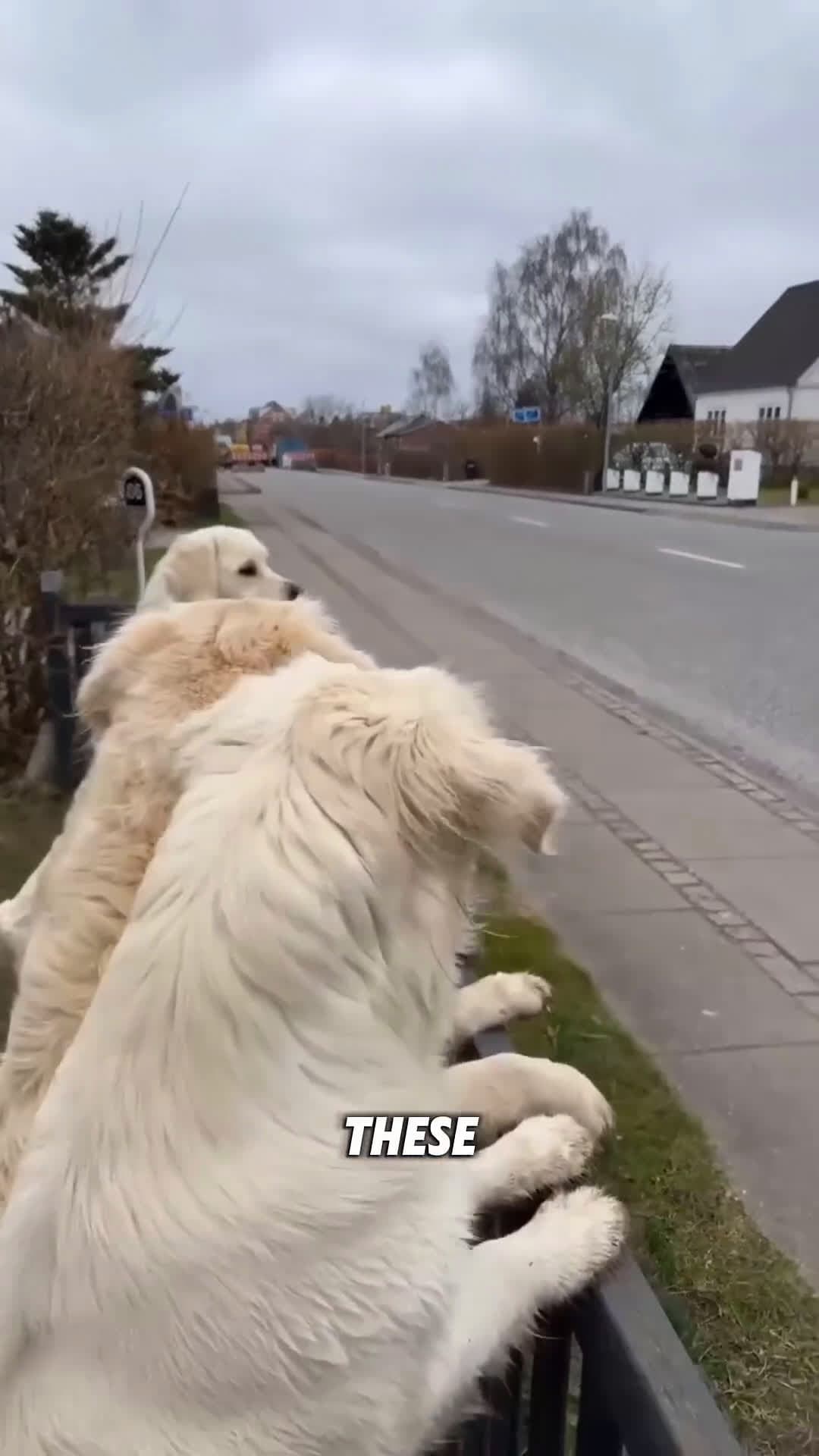 cover for Dogs Wait for Their Best Friend  What Happens Next Is Pure Joy 🐶 #scoopzanimal 