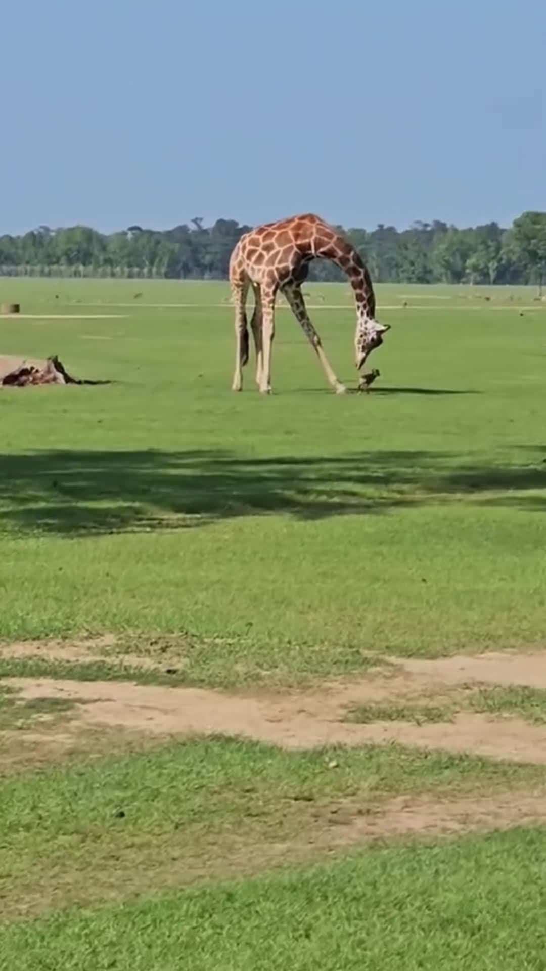 cover for Giraffe playing with baby deer