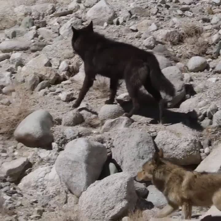 cover for 🔥 Stunning pack of Himalayan Wolves spotted in Ladakh, featuring a rare black wolf! #Wildlife #Ladakh #HimalayanWolves #RareSightings