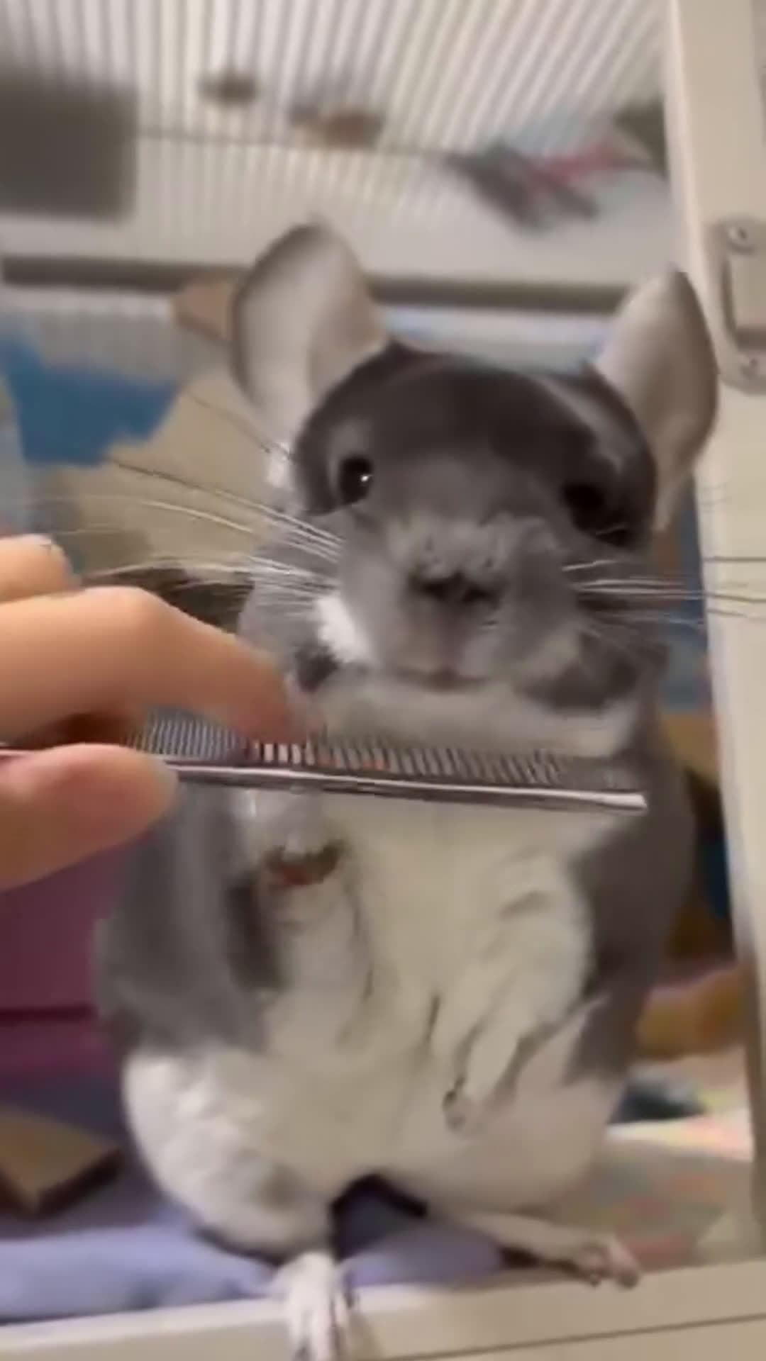 cover for Meet the tiniest fluffball you'll see today! 🐹 #ChinchillaLove #CuteAnimals