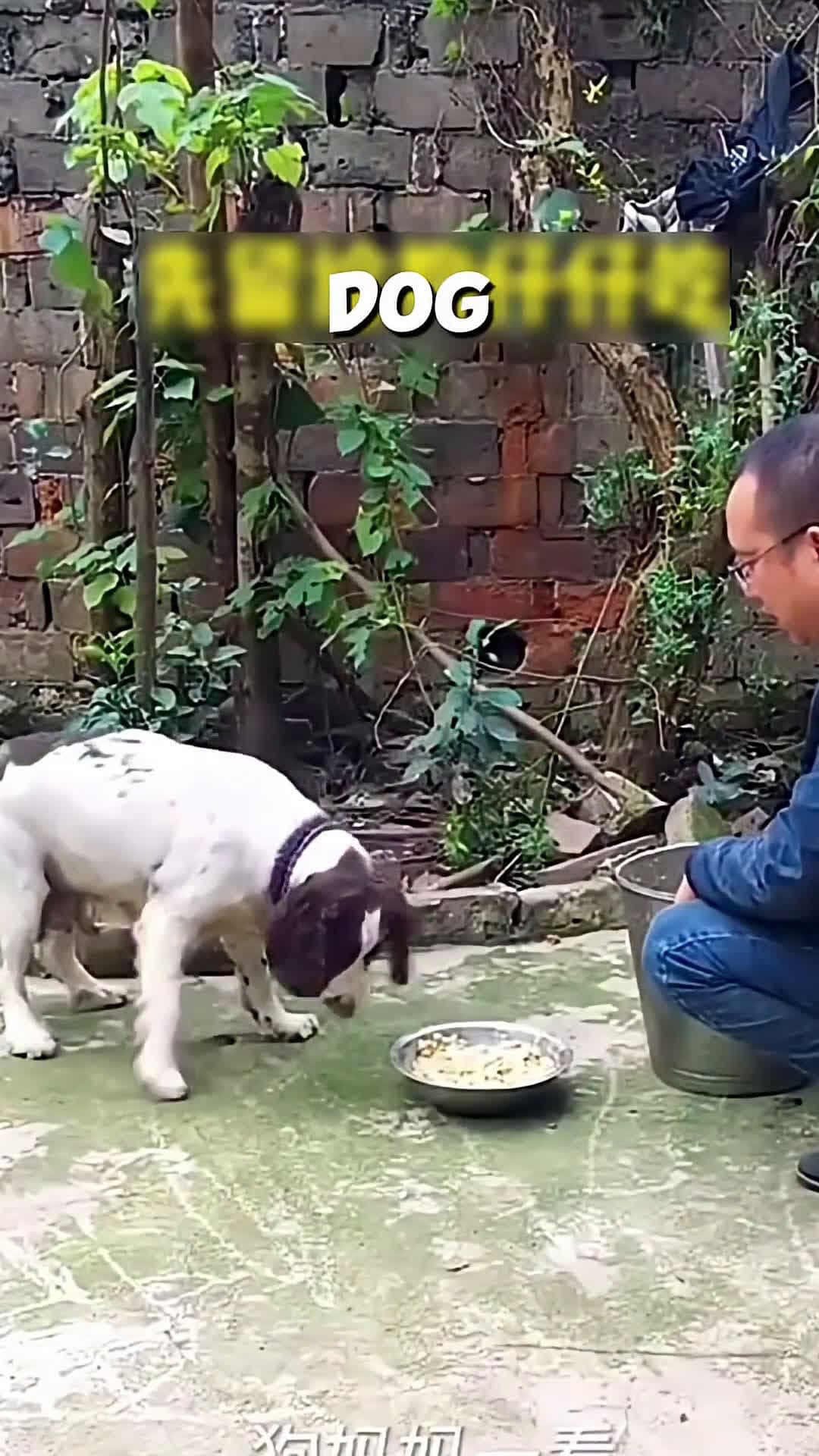 cover for This mother dog fed her puppies instead of eating herself 🐶 #scoopzanimalvideo 