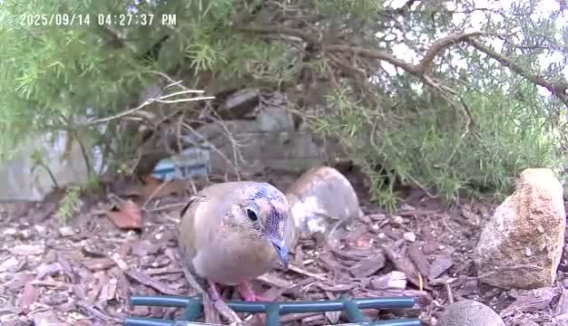 cover for Is this scruffy mourning dove just molting or something more? 🕊️ #BirdWatch #MourningDove #WildlifeMystery