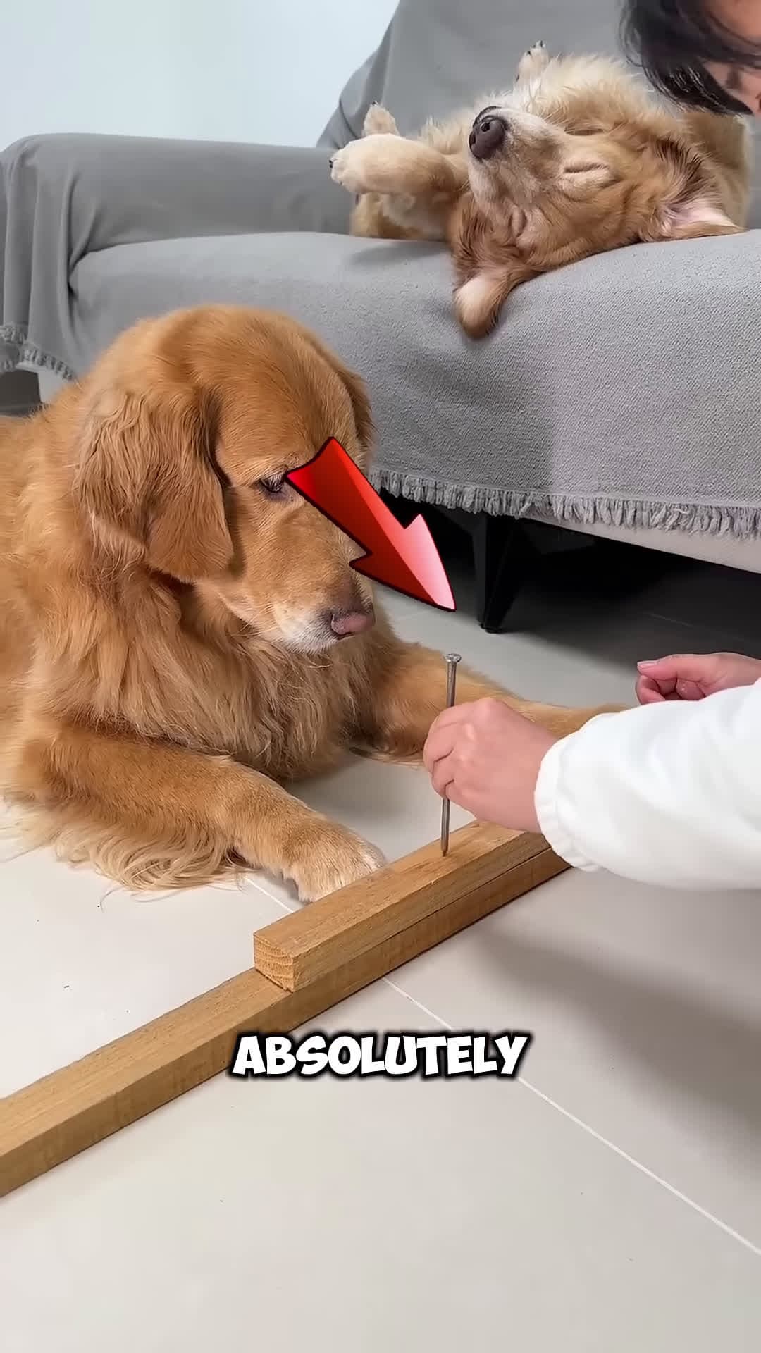 cover for This Dog is really a Smart One