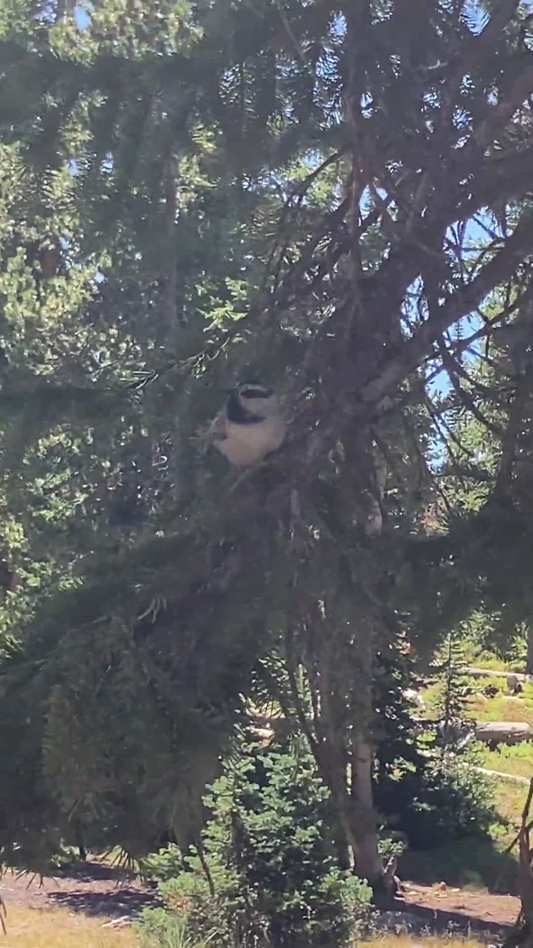 cover for Caught on camera: Mountain Chickadee by Mirror Lake in Kamas, Utah 🐦 #MountainBirds #Chickadee #MirrorLake #KamasUtah #NatureLovers