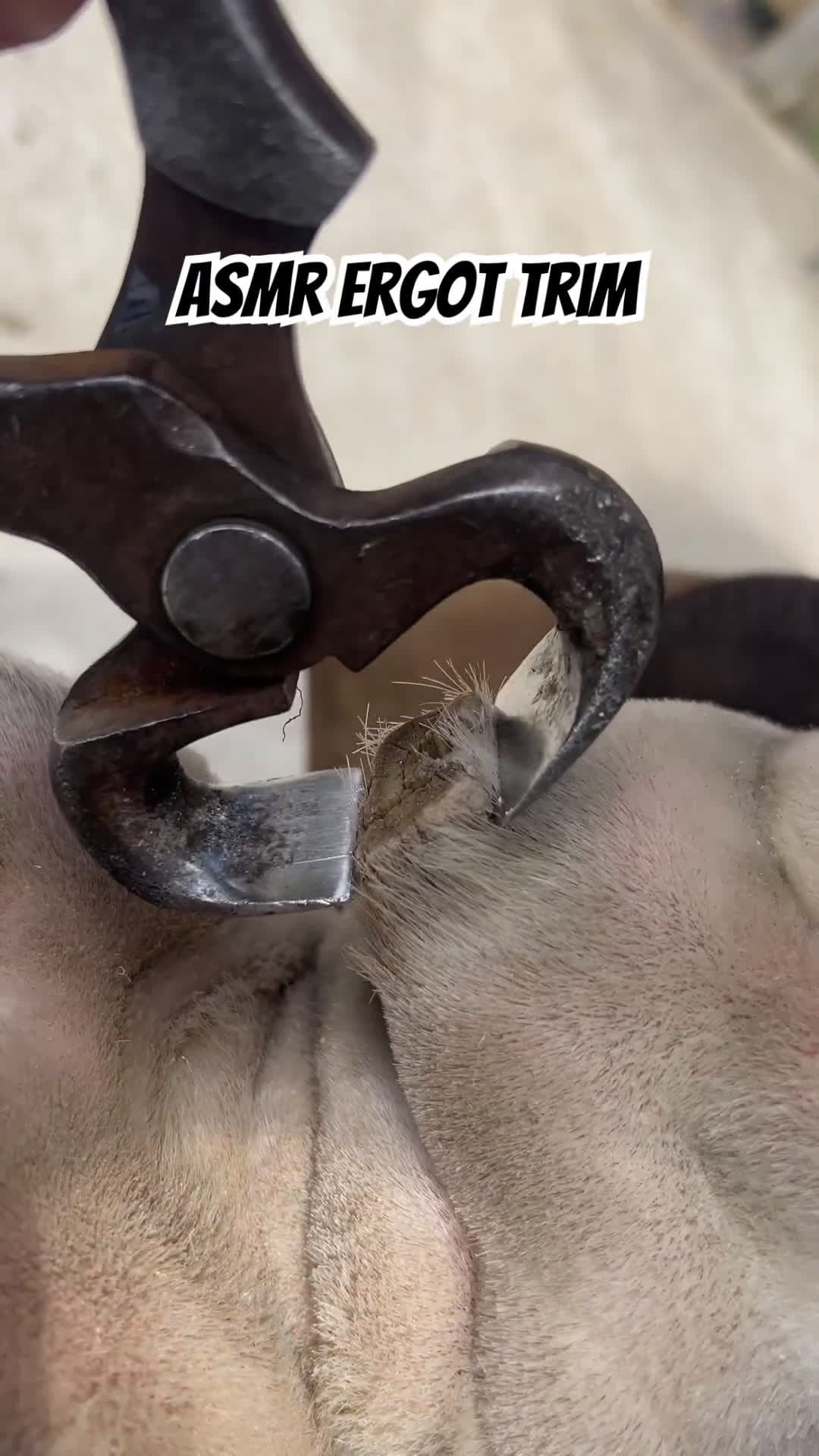 cover for Asmr Ergot trim! #oddlysatisfying #farrier #equestrian #asmr #horse #horsesoftiktok #horselover #horselife #horselifestyle #funnyhorse