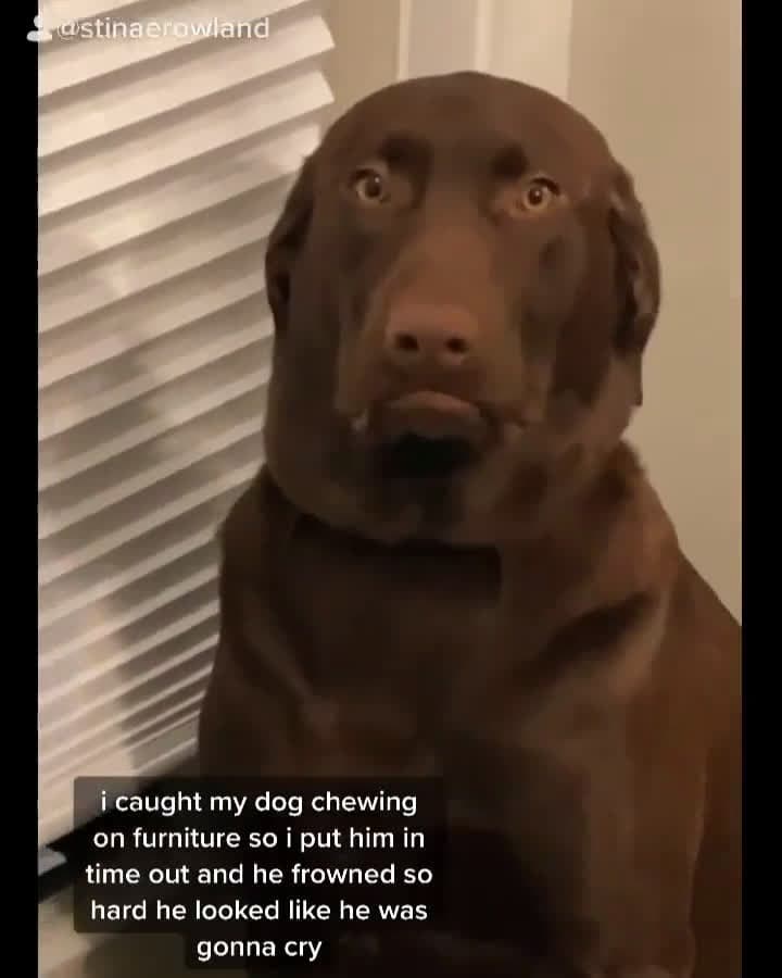 cover for This dog's look is absolutely stunning 😍🐶 #DogLovers #CuteDogs #PetDaily
