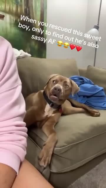cover for Dog Playfully Talks Back To Woman