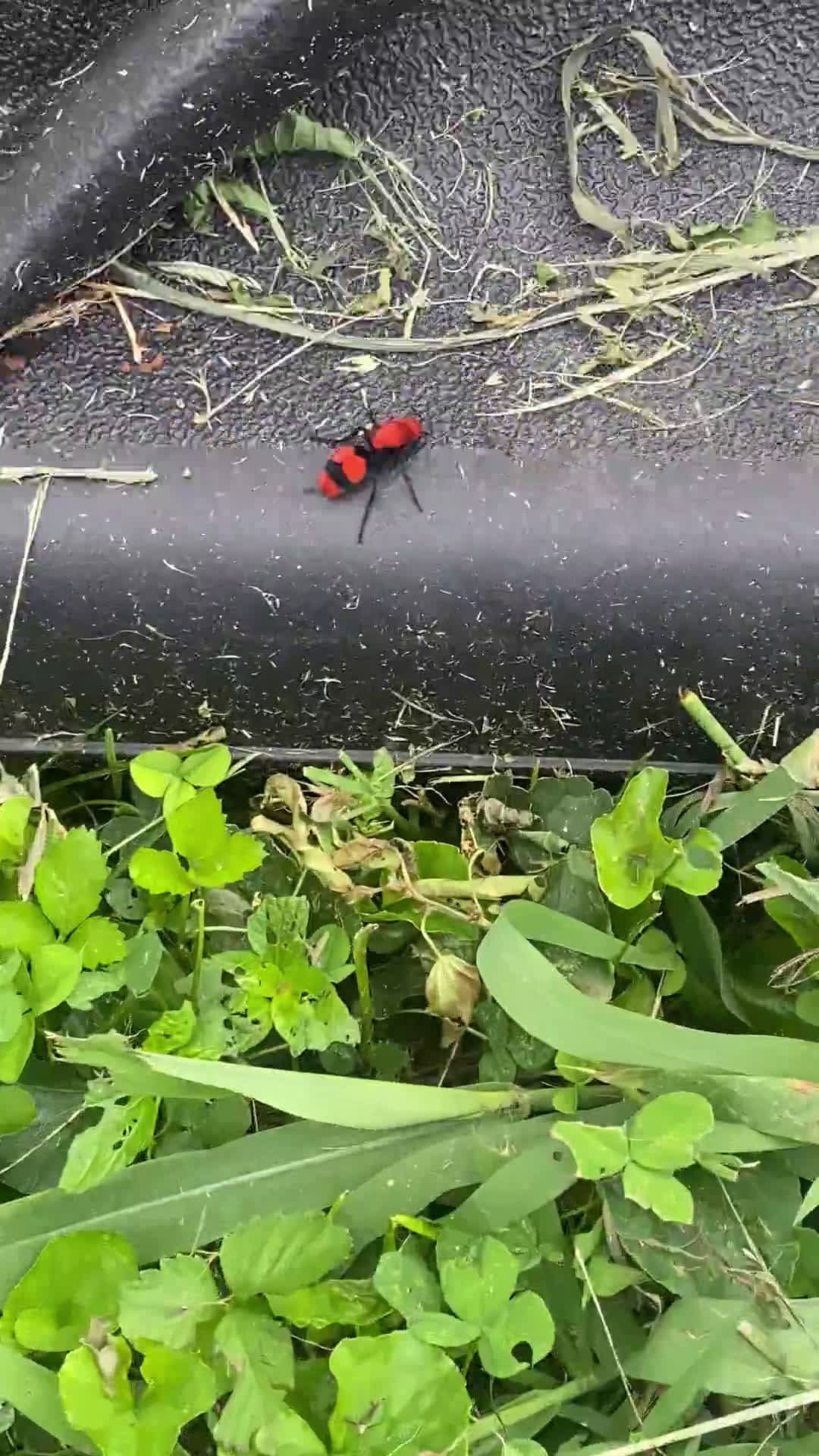 cover for My brother almost picked up this wild thing today - so glad he didn't! 😳 #CloseCall #NearMiss #StrangeFind #LuckyEscape