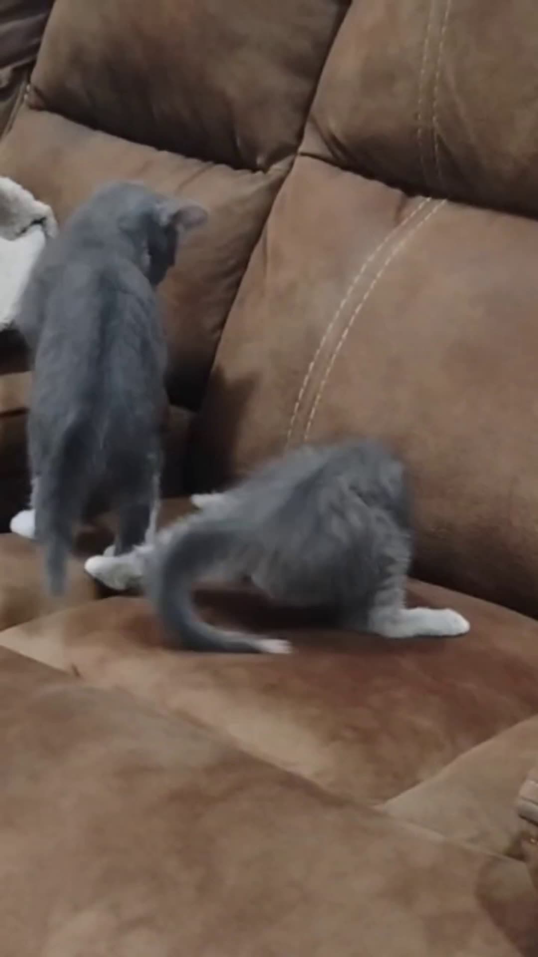 cover for my cats gone crazy !