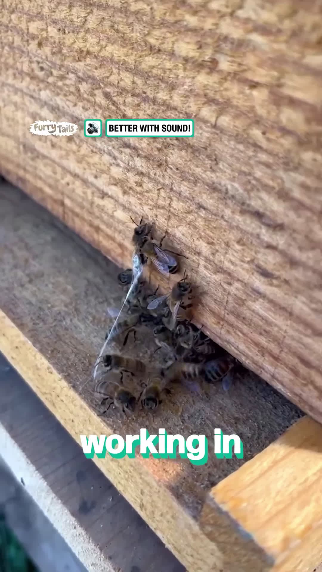cover for Bees save fellow bee who was trapped in spider web