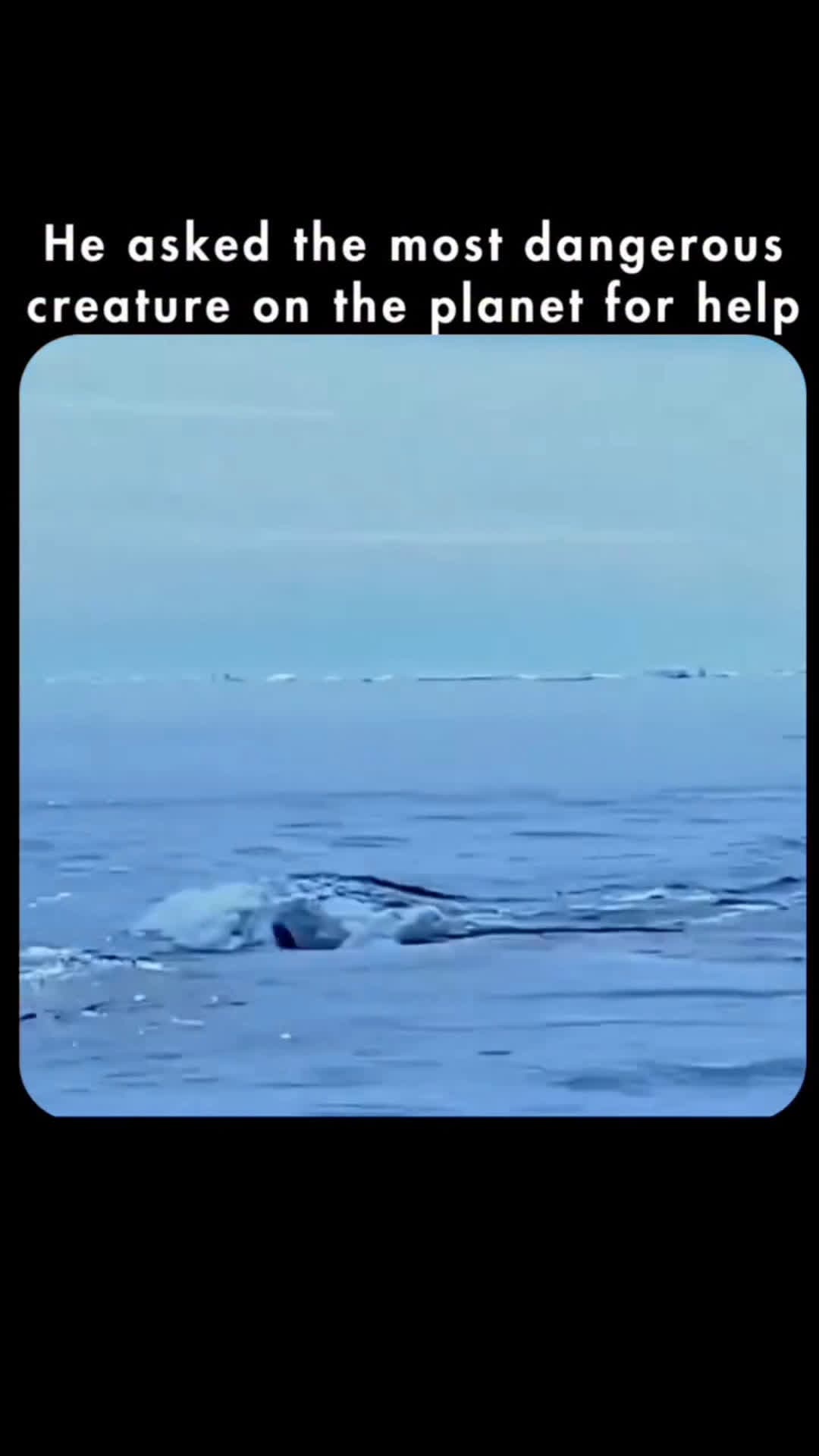 cover for Bro knows Camara man Never dies 🤯 #animals  #ocean  #oceanlife #FirstVideoChallenge