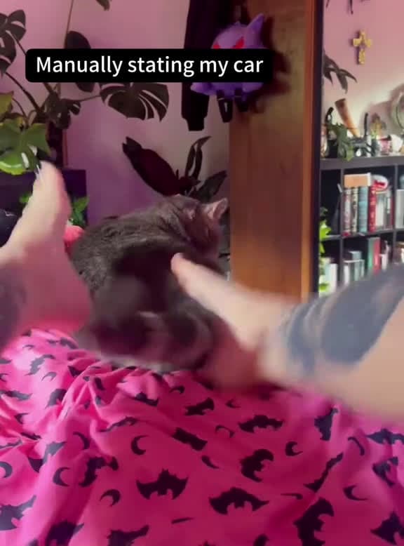 cover for Cat enjoys scratching #funnycat #cat #cats #Love #catlover #catsoftiktok #fyp #foryou #foryoupage #funny #fyp #funnyvideos #funnytiktok #funnyanimals #kitty #usa