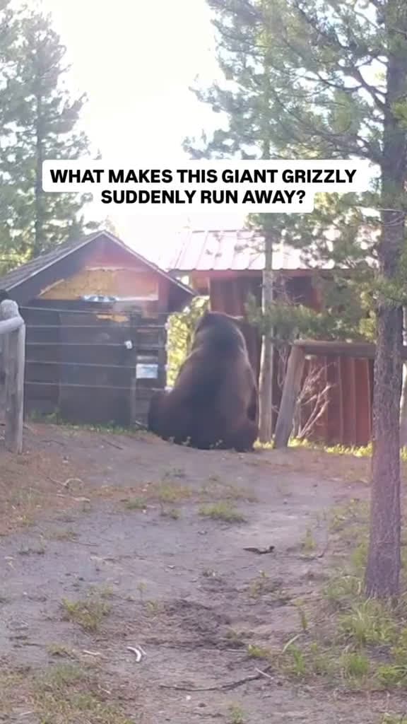 cover for Grizzly Bears on the Trail: A Close Encounter in Banff