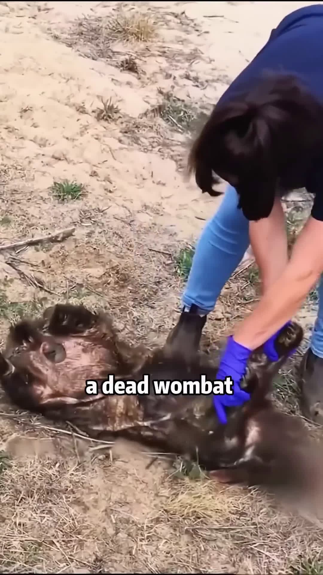 cover for Marsupial Mom🦔🤱❤- Last Breath Protection Baby​​ 💔⏳💫 