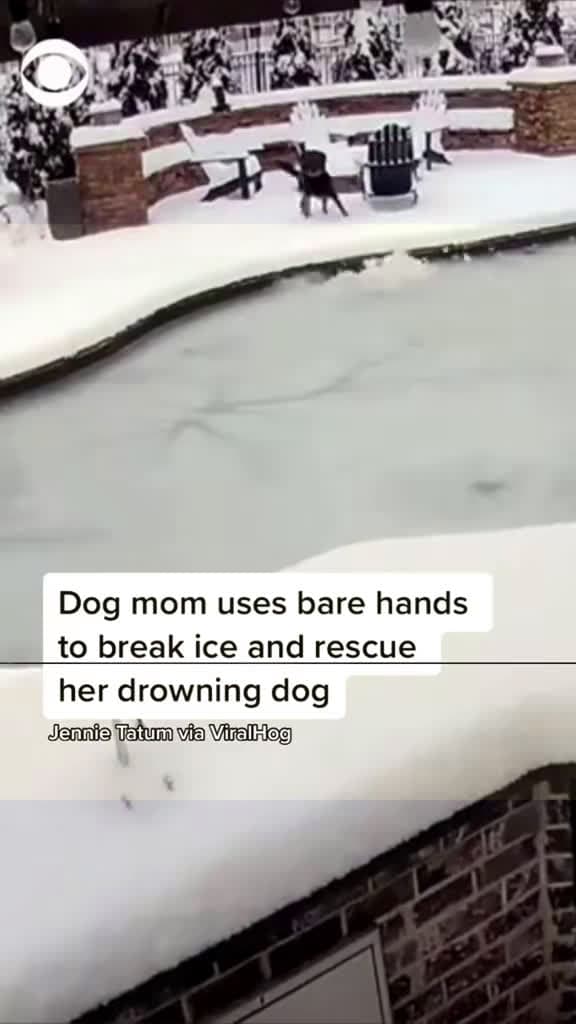 cover for Caught on camera: dog falls through the ice and is rescued with only seconds to spare ❄️🐶 #DogRescue #IceSafety #BraveDog