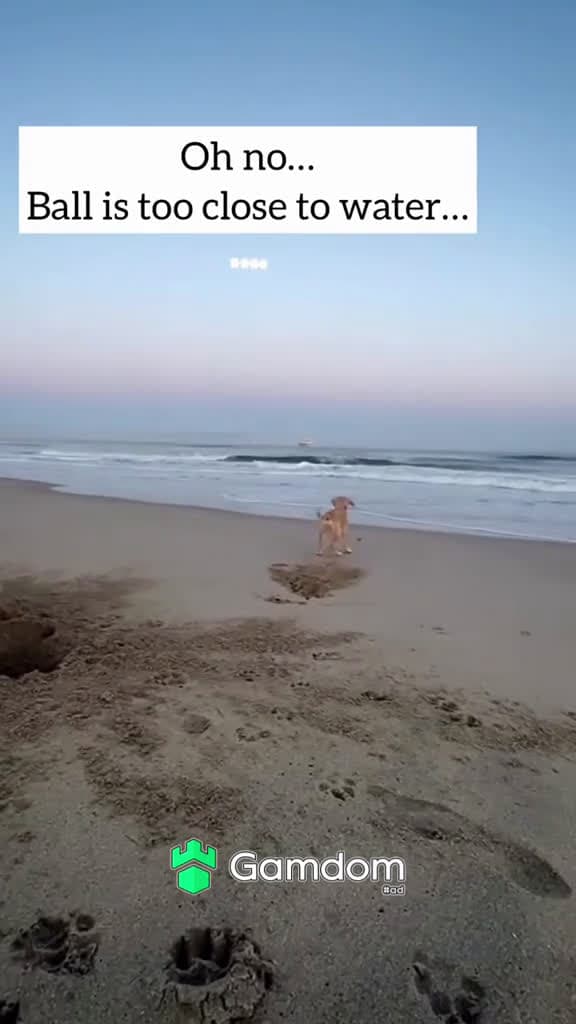 cover for viral xyzbca fyp trending fyp funny dog dogsoftiktok dogs 99511 #american