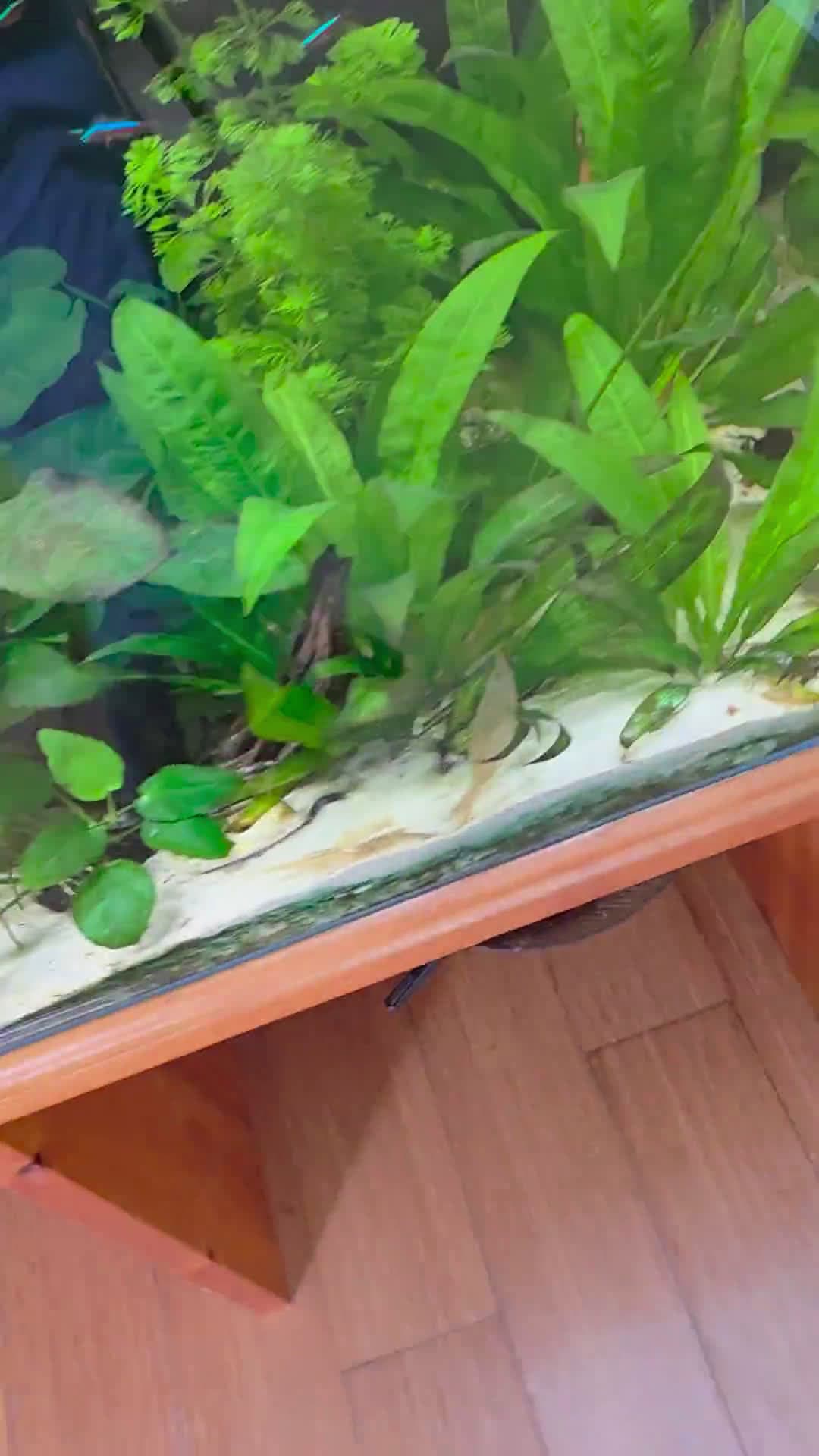 cover for When your fish starts watching your every move 👀🐟 #FishWatch #PetLife #CaughtInTheAct