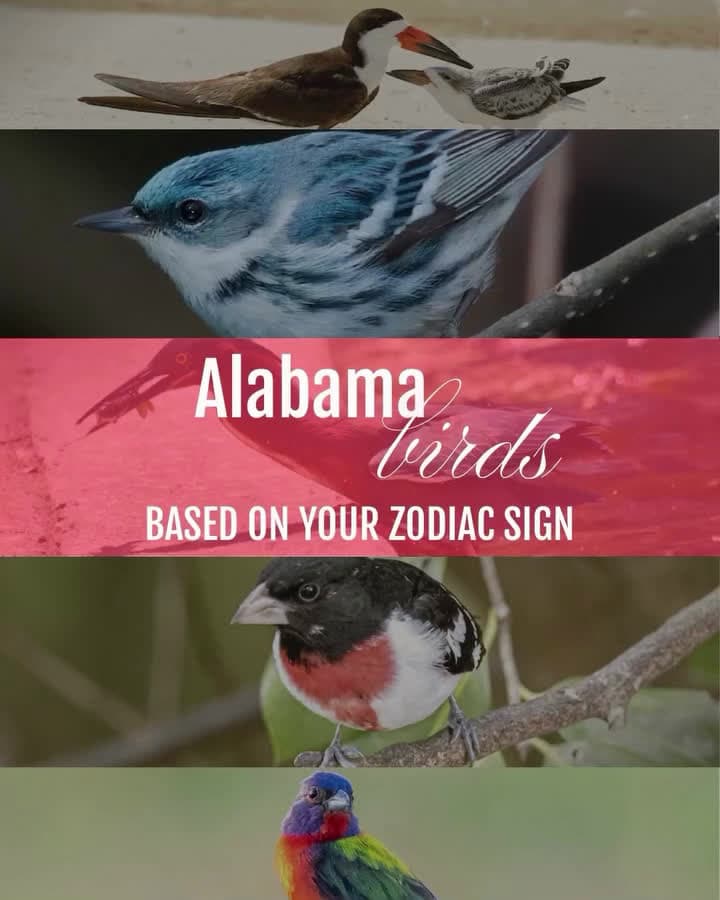 cover for Which bird did you get? 🕊️🦅🦆🦜🦢🦉