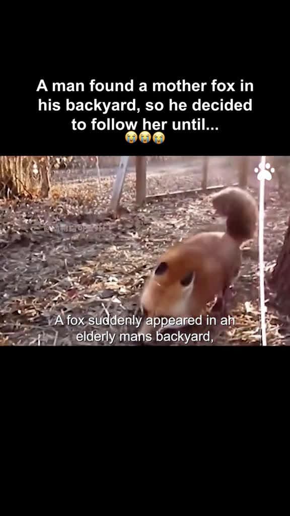 cover for Rescue animals🐾❤️ episode 142#rescue #rescueanimals #animals #animalsoftiktok #loveanimals🐾❤️ #foryou #🥺 #fyp #wildliferescue #horse #helpanimals #fox #viral  #scoopz 