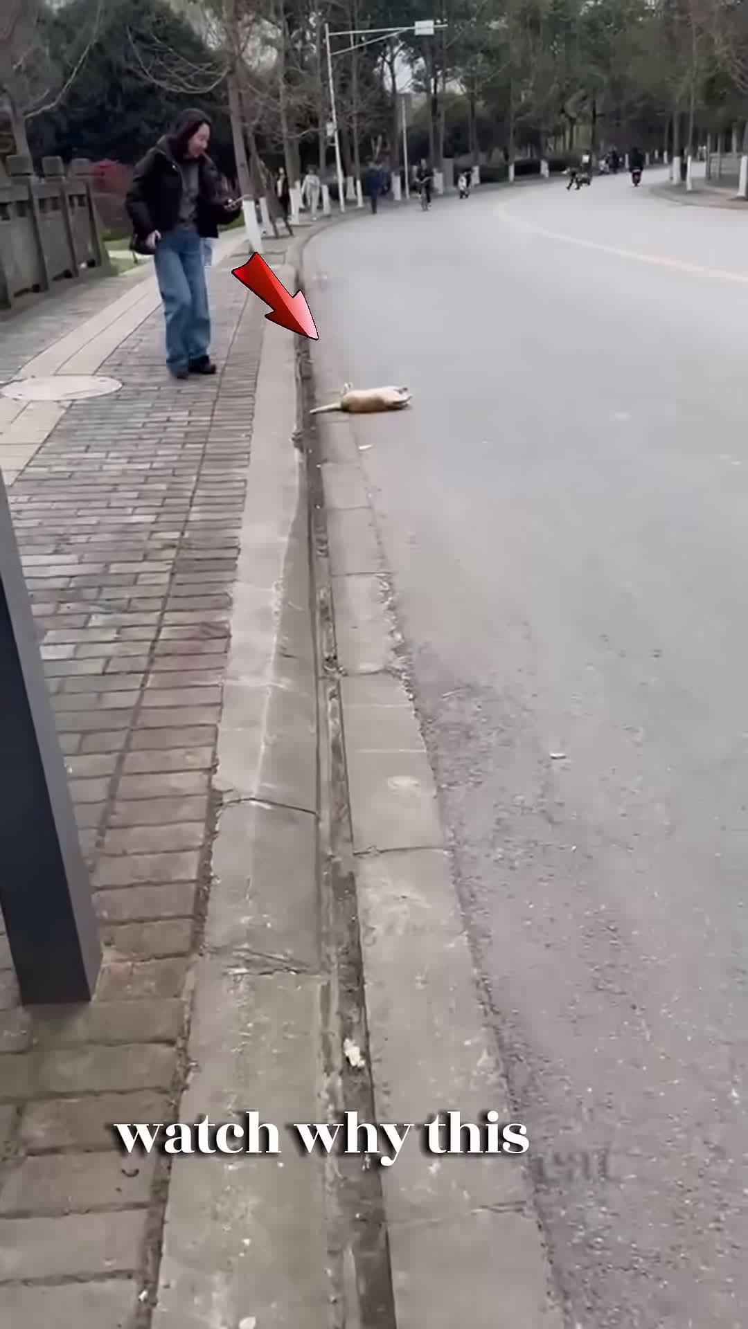 cover for Everyone Thought This Cat Was Dead