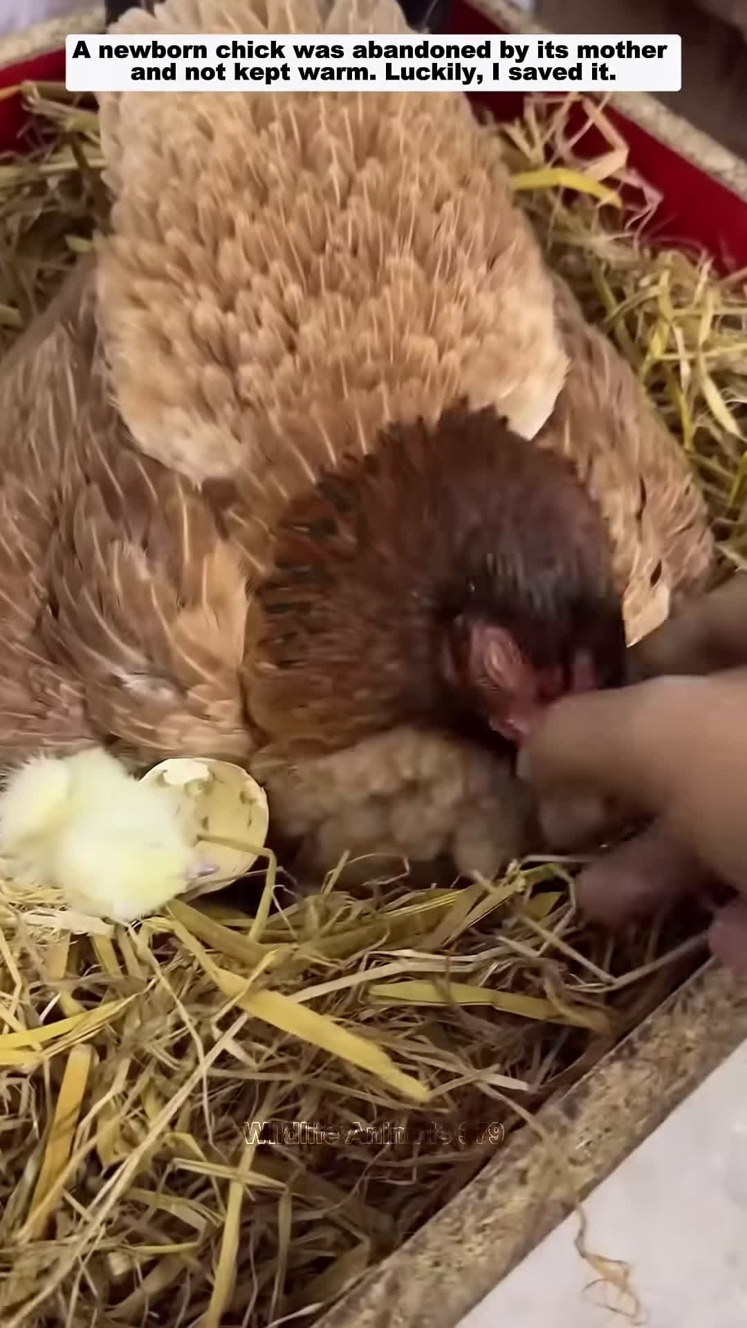 cover for I saved this poor chicken chicken babychicken short