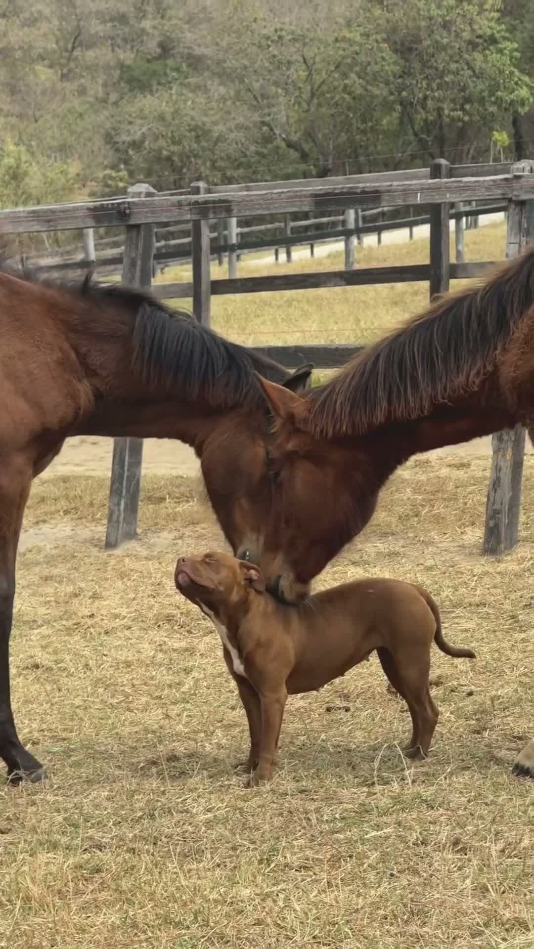 cover for When you’re the main character and even horses can’t resist you 🐶🐴❤️#DogLove #HorseFriends #AnimalBesties #WholesomeVibes #ScoopzPets