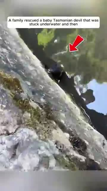 cover for A family rescued a baby Tasmanian devil that was stuck underwater and then