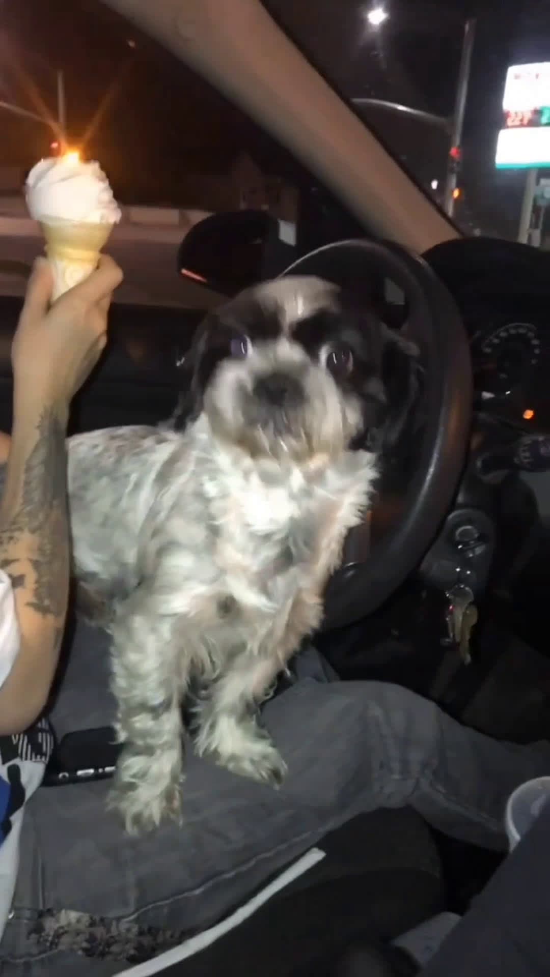 cover for #nofilterneeded #dogs #sharingiscaring #reaction #icecreamfails 