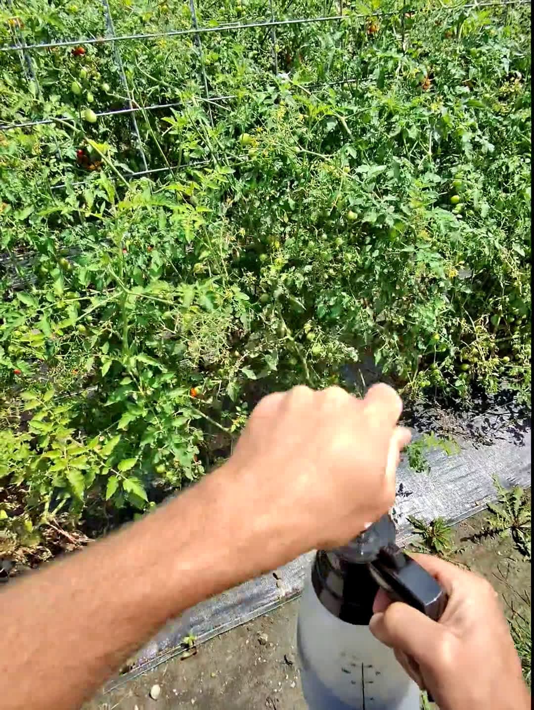 cover for Can regenerative soil save our peppers and tomatoes from blight? Indiana farm experiment 🌱🍅 #RegenerativeFarming #Gardening #Blight #IndianaFarm