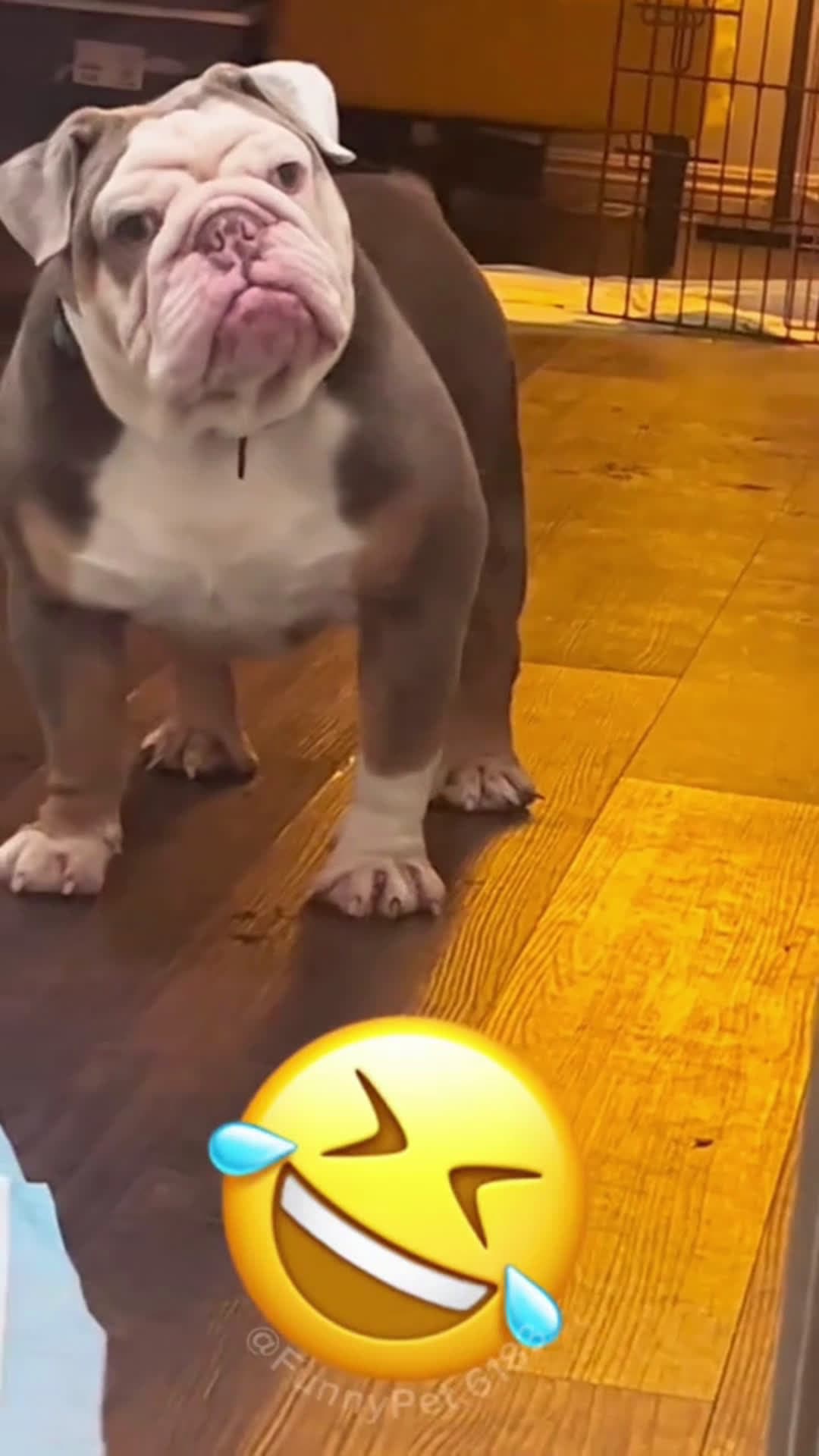 cover for 🤣🤣#funny #funnyvideos #animals #fyp #viral #scoopz  #foryou  #trending  #caughtoncamera 